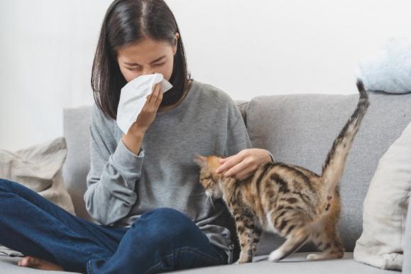 Allergie aux poils de chat